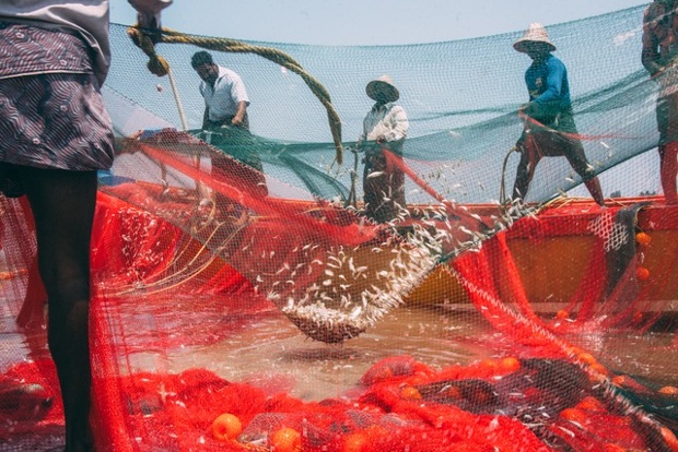 Fishermen in Cochin. 'After bringing in the catch, these fishermen whipped the net to release the catch.'