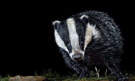 badger