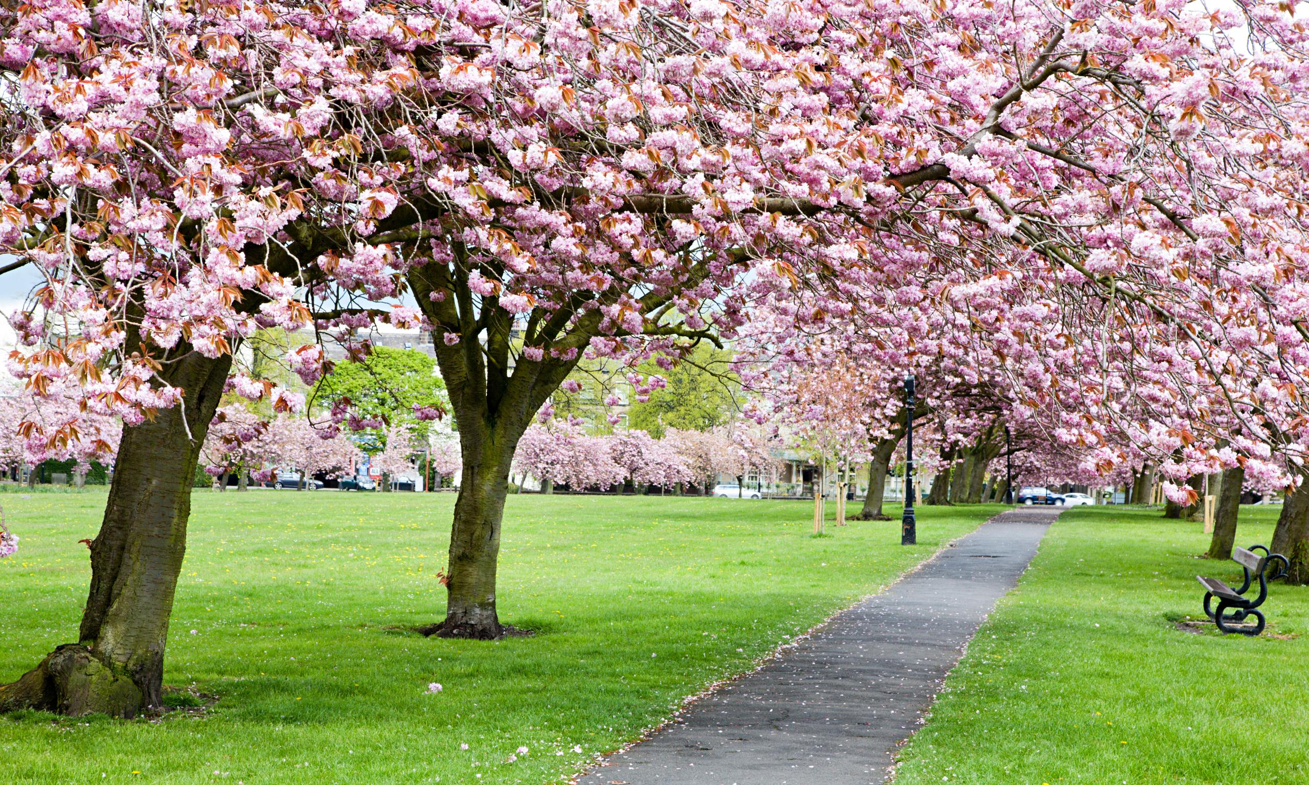 Gardens: new beginnings | Dan Pearson | Life and style | The Guardian