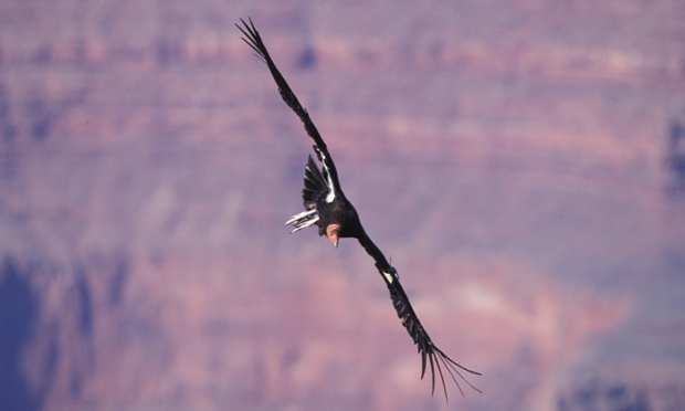 Adult California Condor (Gymnogyps californianus) an endangered species, in flight, No. 123, South Rim, Grand Canyon National Park, Arizona, USA.