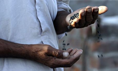 Sunflower Cultivation in Punjab