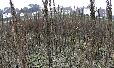 Dried-up lake at Gerrards Cross, Buckinghamshire