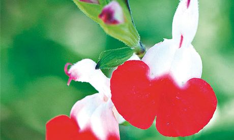 Plant of week: Salvia 'Hot Lips'
