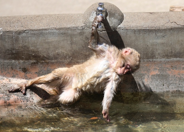 A young Japanese macaque leans in to reach water at a pond at Ueno zoo in Tokyo.