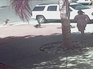 Cat saves boy from dog attack - video