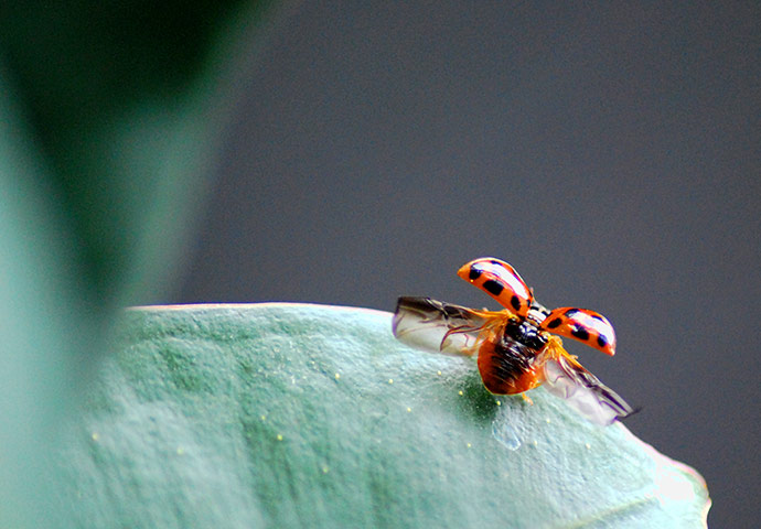 Your pictures: Lucas Orme: lady bird photo