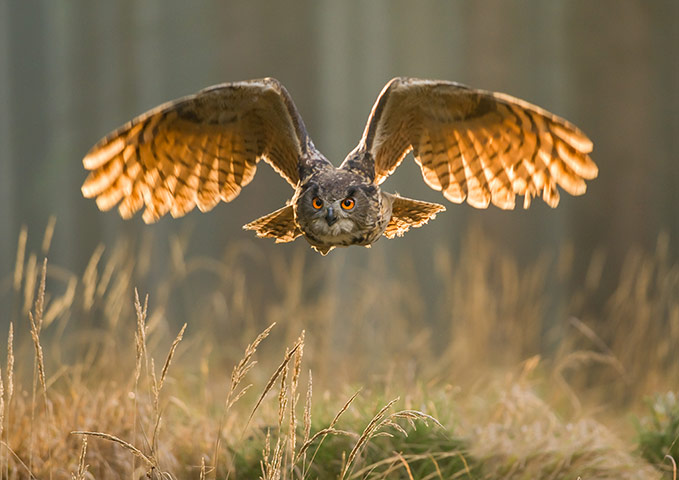 Your pictures: Chris Hulme: a European Eagle Owl 