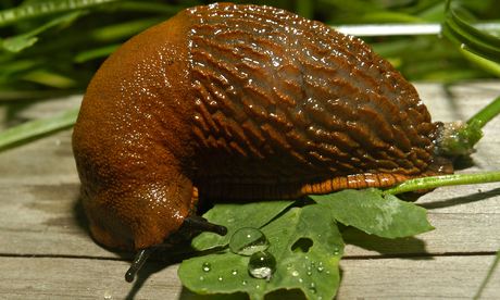 Alys Fowler: slugs