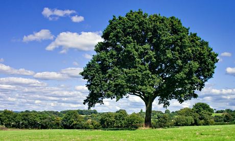 Oak tree in field