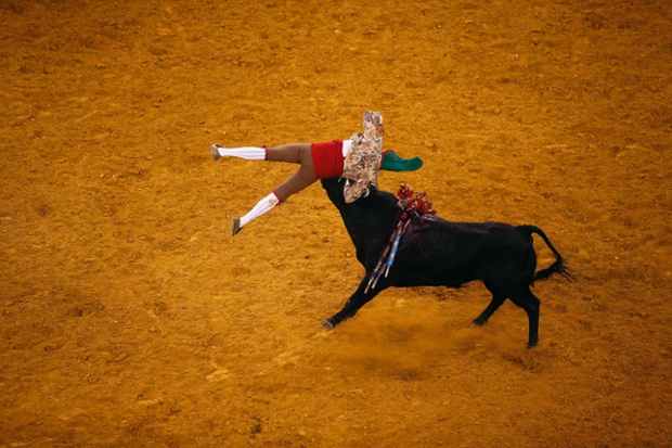 Lisbon, Portugal: A member of the Aposento da Moita forcados troupe is tossed by a bull during a bullfight at theCampo Pequeno bullring.