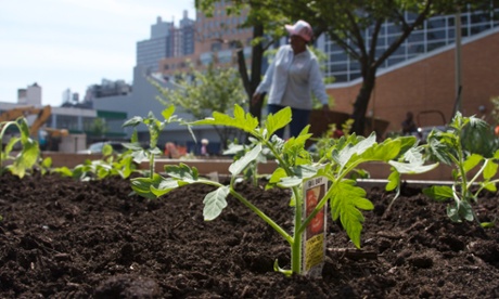 The Garden of Eden community project in Brooklyn, New York.