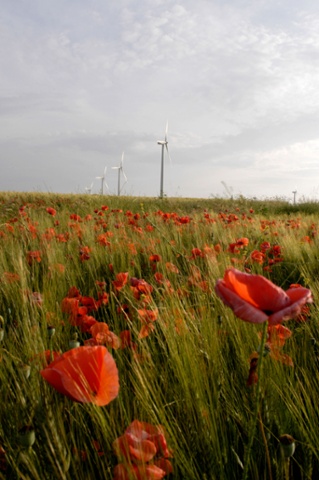 Poppies in a windfarm in La Muela, Spain