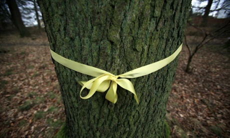 Protest ribbons are tied around trees in the Forest of Dean near Cinderford 