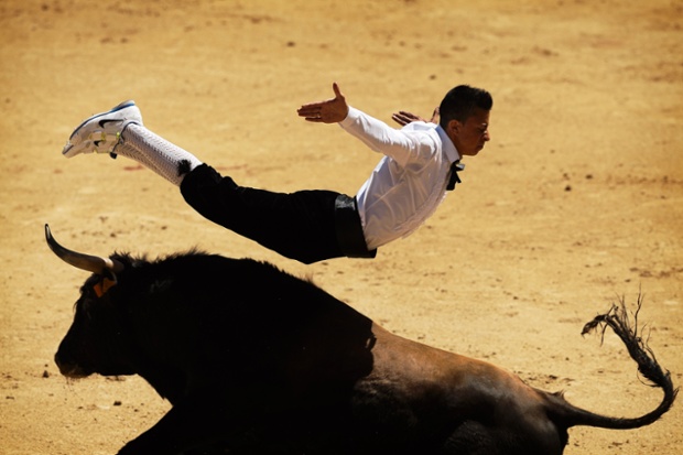 A ''recortador'' jumps over a bull during a bullfight in Madrid, Spain. 'Recortadores' is a bloodless type of bullfighting where performance consist on dribbling or acrobatically leaping over a bull, and the ones who dare to get closer to the bull and show less fear are the winners.
