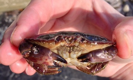 'Kimmeridge crab'