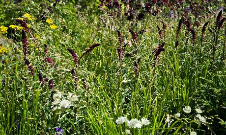 Garden blog: Melica uniflora var. albida and Lysmachia combo
