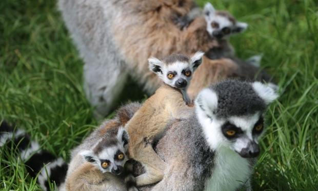 A lemur creche at Whipsnade Zoo, UK. The mothers of six baby ring-tailed lemurs are spotted taking turns babysitting one another's youngsters after half a dozen lemurs have been born at the zoo in the past six weeks.