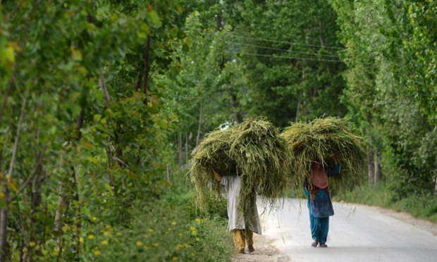Kashmiri muslim women carry fodder for cattle near a gunbattle between Indian army soldiers and suspected armed rebels at Chadoora, on the outskirts of Srinagar. An Indian army soldier was killed and three others injured in an encounter with suspected rebels.