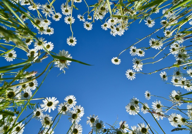 Leucanthemum flowers blossom under a blue sky on a meadow near Jacobsdorf, Germany.