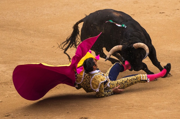 Spanish bullfighter David Mora is tossed by a bull during a bullfight at Las Ventas bullring in Madrid, Spain.