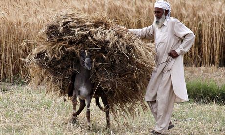 Фермер в провінції Пенджабі, Пакистан