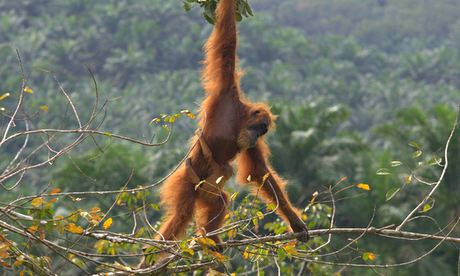 orangutan indonesia drones sustainability