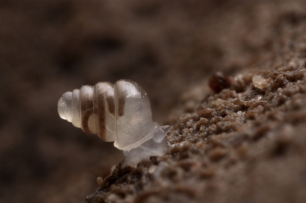 A Domed Land Snail, Zospeum tholussum.
