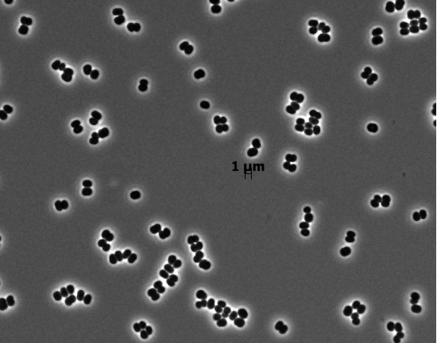 Clean Room Microbes, Tersicoccus phoenicis.