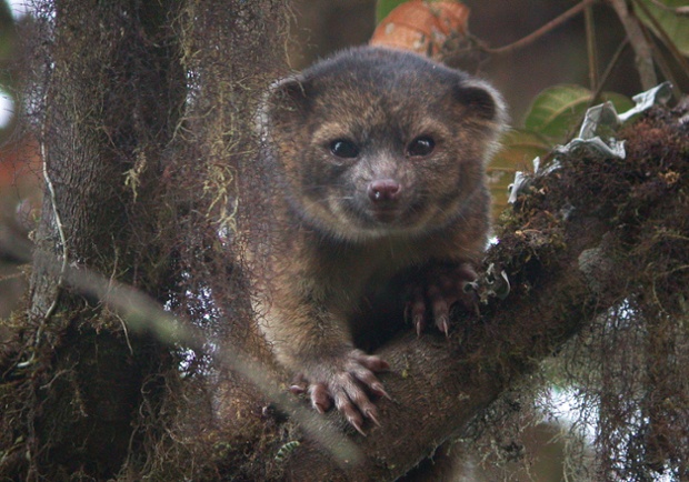 An olinguito at Tandayapa Bird Lodge, Ecuador, as the secretive tree-living carnivore from the cloud forests of the Andes heads this year's top 10 list of newly discovered species.