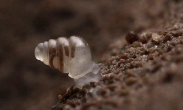 A Domed Land Snail (Zospeum tholussum), in the Lukina-Trojama cave system in Croatia - one of the top 10 new species discovered in 2013, scientists announced today