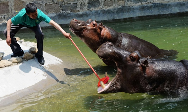 A hippopotamus has its twice weekly tooth brushing by a keeper in its enclosure in Qingdao Wildlife World in Qingdao, east China's Shandong province