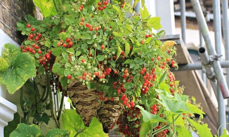 Live Better: Tomatoes
