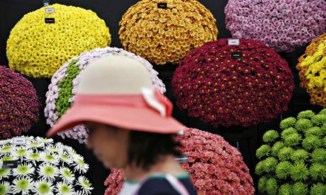 chrysanthemums Chelsea Flower Show 