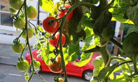 Live Better: Tomatoes
