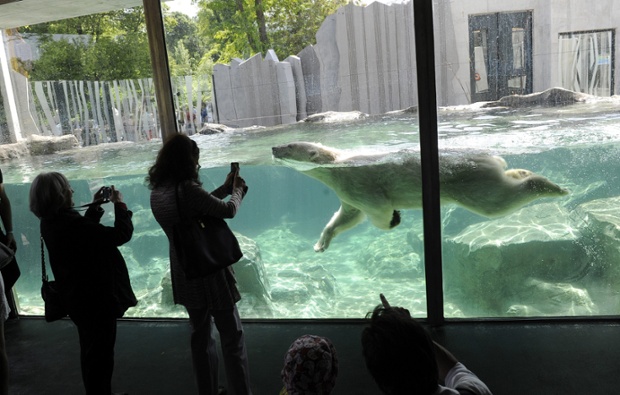 Οι επισκέπτες λήψη φωτογραφιών της πολικής αρκούδας κατά τη διάρκεια της τελετής έναρξης του νέου «Ice World Αρκούδα» στο ζωολογικό κήπο της Βιέννης στο Schoenbrunn, Αυστρία.