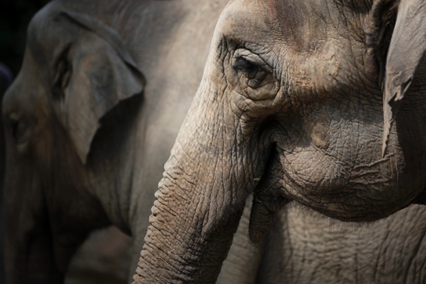 Why such a long face? Asian elephants look on at Ueno Zoo in Tokyo, Japan. The Ueno Zoo is the oldest zoo in Japan, which opened in 1882.