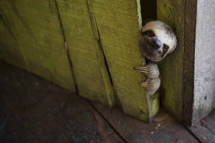 20 Photos: A sloth peeks out from behind a door in the 'Lago do Janauari', Brazil