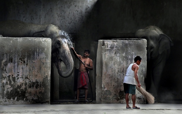An elephant handler hoses down an elephant at Alipoor zoo  in Kolkata, India.