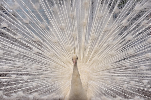 A white peacock reveals its plumage at the Nogeyama zoo in Yokohama, Tokyo.