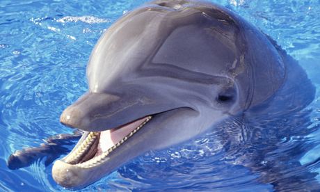 'Dinner's ready!' … the dolphin way.