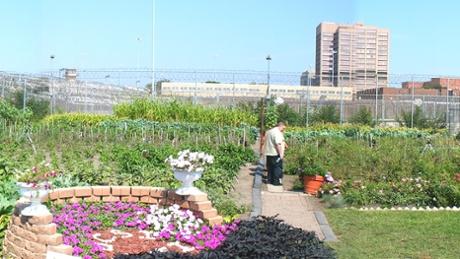 cook county jail garden