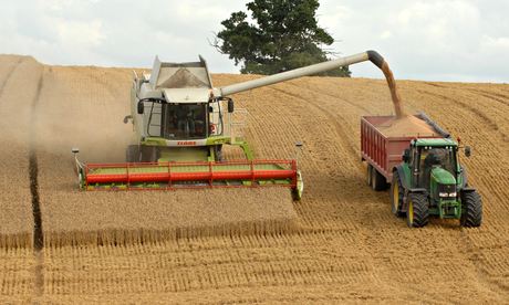 Wheat harvesting 