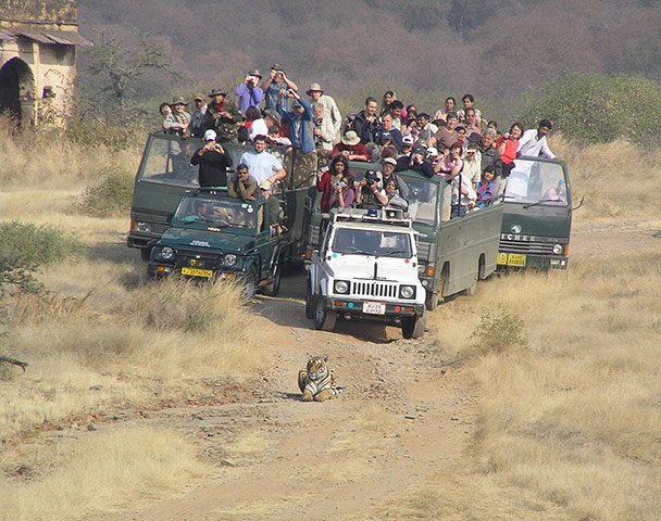 Your pictures of Shoot: Andrew McCracken: Tiger shoot at Ranthambore National Park in India