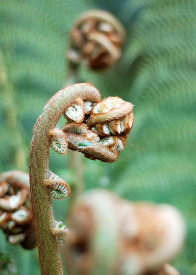 Your pictures of Shoot: Keith Richards: Shoots of bracken coiled and ready to spring, and looking l