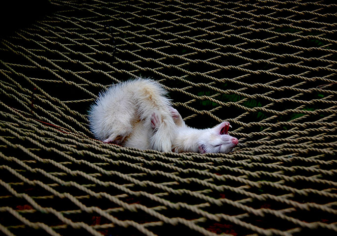 Your pictures of happy: Heather Atchison: Charlie the ferret has a play in the hammock.