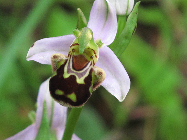 Your pictures of happy: Mary Wray: Loved this bee orchid's happy expression