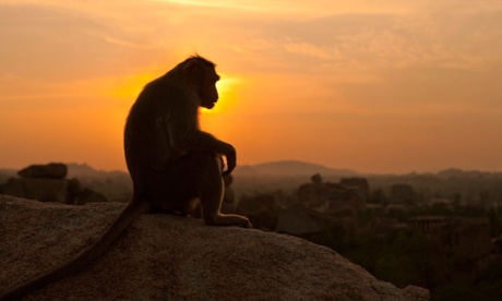 Rhesus macaque, Hampi, India