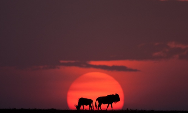 Wildebeest at sunset on the Masai Mara, Kenya. Photographer Paul Goldstein has spent years trying to photograph the perfect beginning and ending of the Masai Mara day.