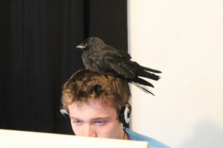 Jack the jackdaw