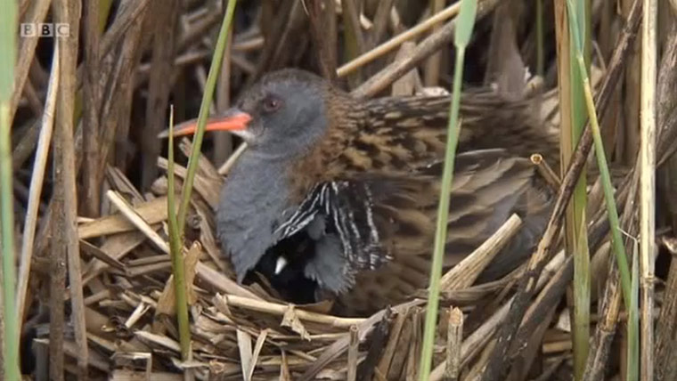 10 BEST: Springwatch